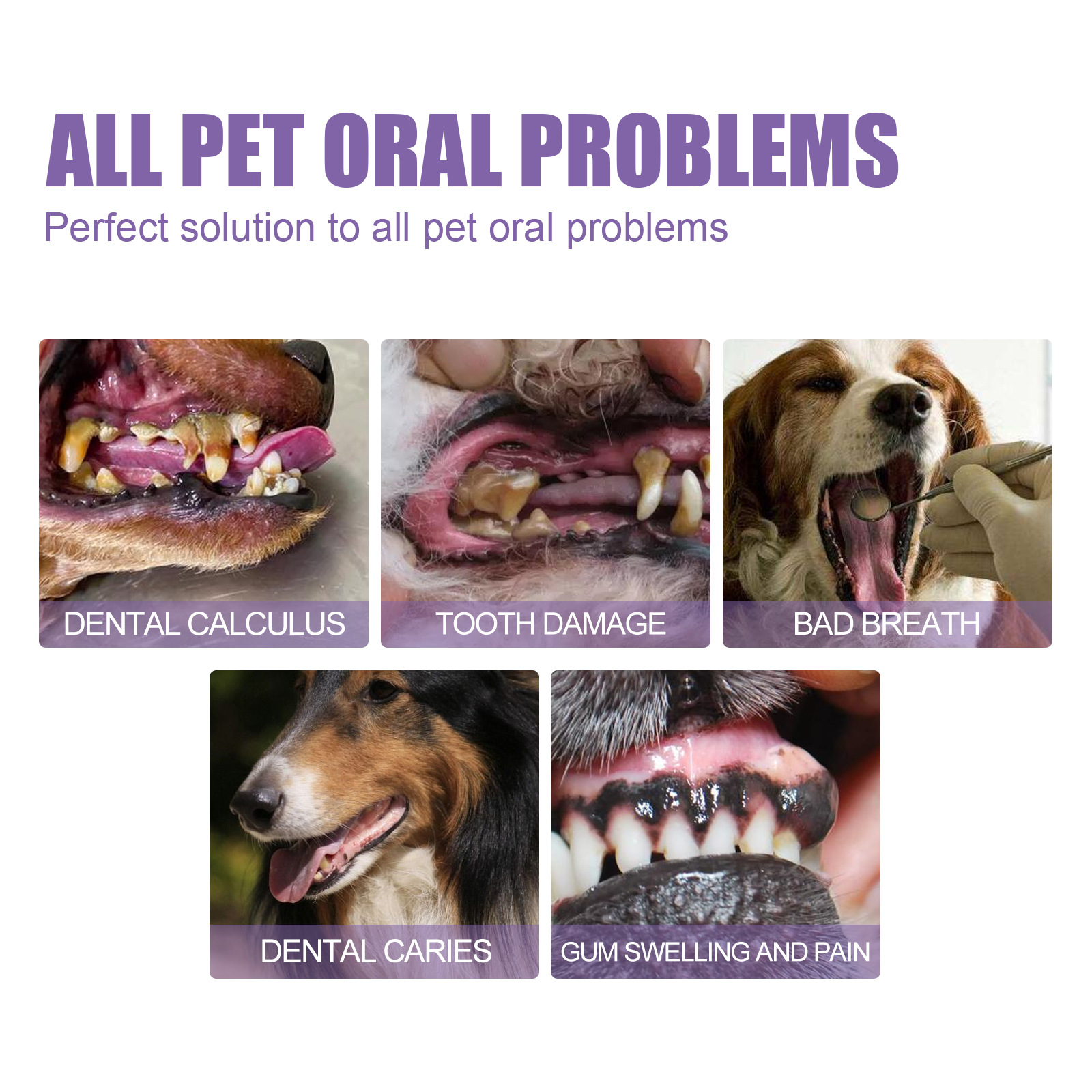 Pet Oral Repair Gel Puppy Tart - đánh giá và giá Teeth Whitening From Home